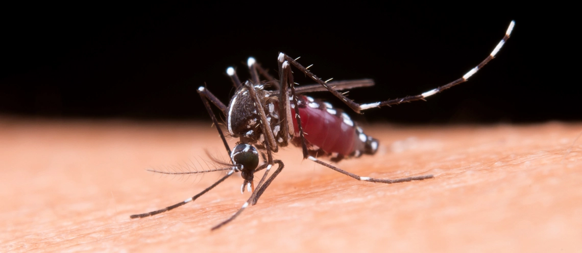 A mosquito with tummy full of blood on someone's skin