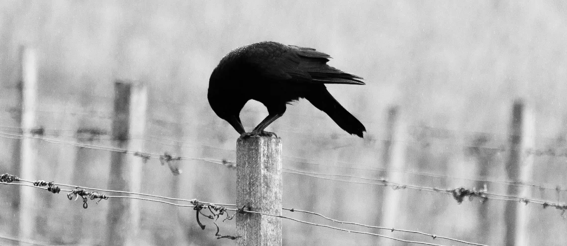 black bird on barbed wire