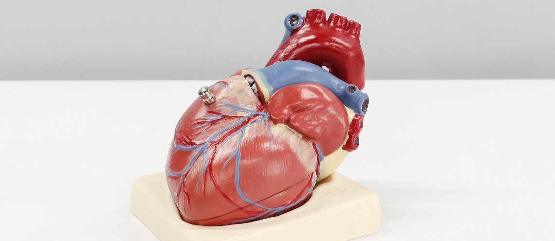 A model of the human heart